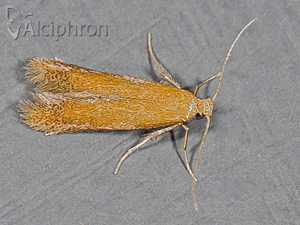 Tischeria ekebladella