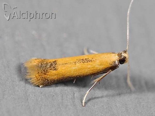 Coptotriche marginea