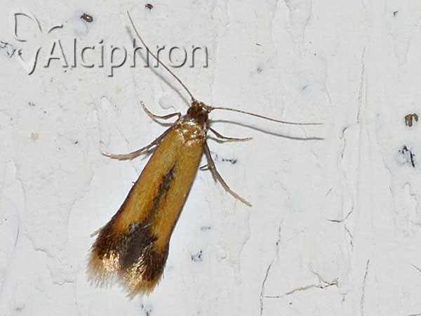 Coptotriche marginea