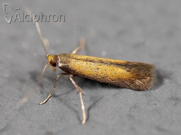 Coptotriche marginea