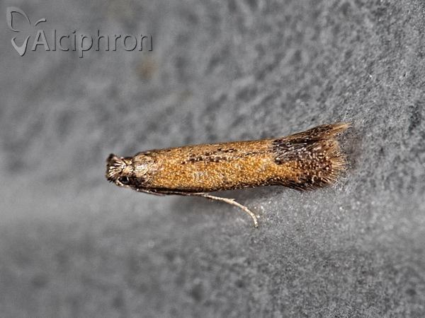 Coptotriche marginea