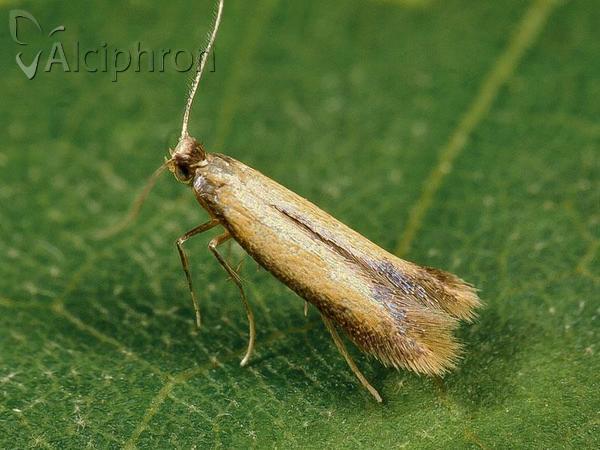 Coptotriche marginea