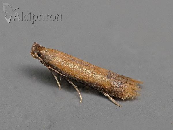Coptotriche marginea