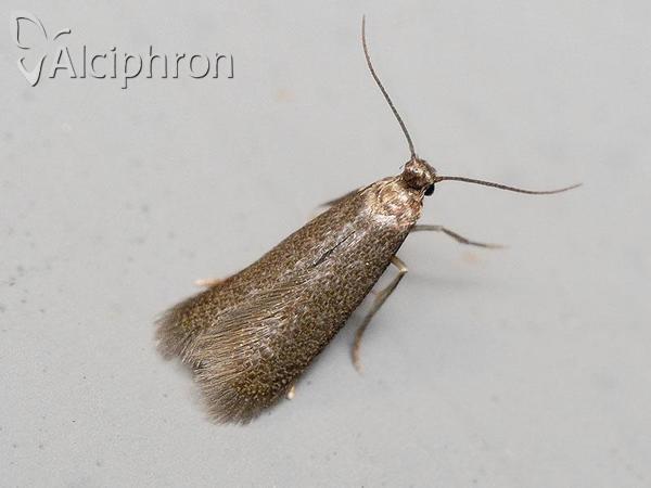 Coptotriche gaunacella