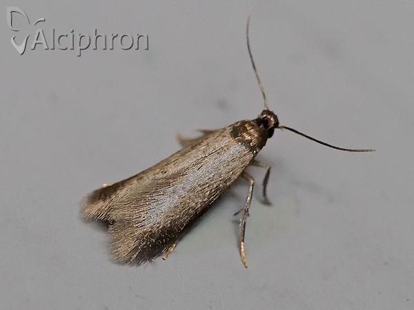 Coptotriche gaunacella