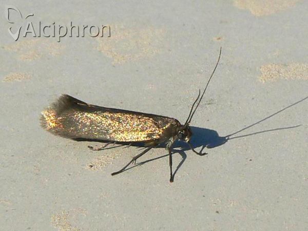 Coptotriche angusticollella