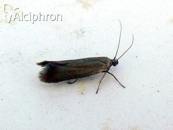 Coptotriche angusticollella
