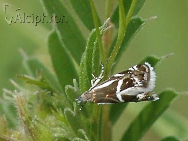 Millieria dolosalis