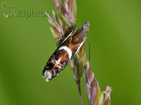 Millieria dolosalis