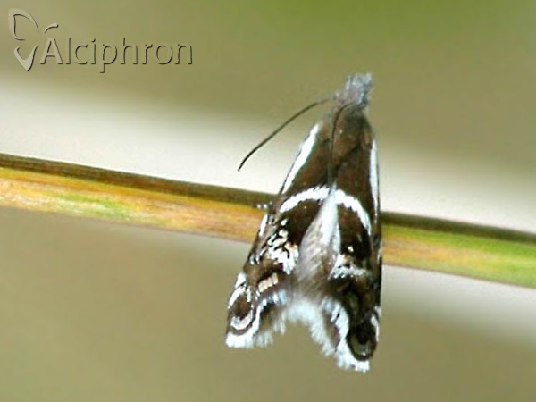 Millieria dolosalis
