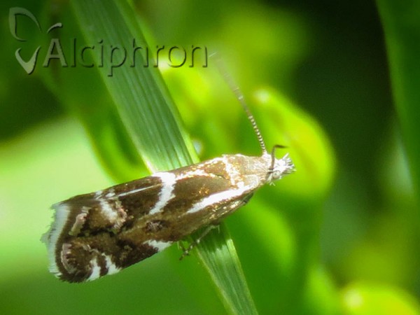 Millieria dolosalis