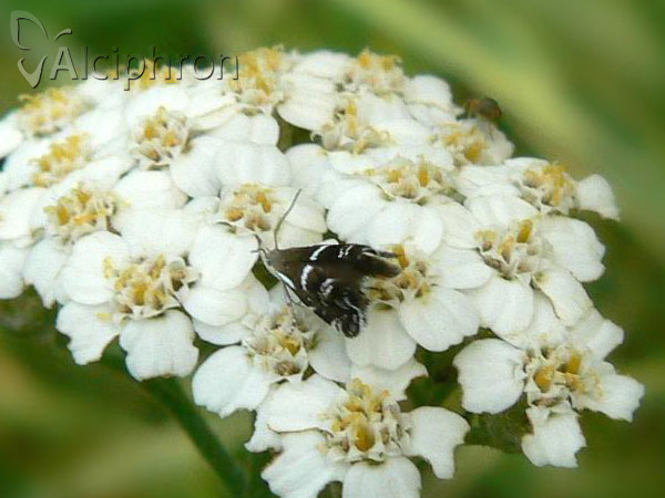 Millieria dolosalis