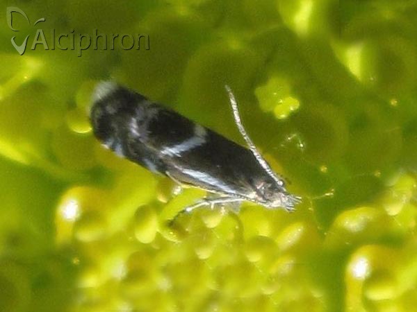Millieria dolosalis