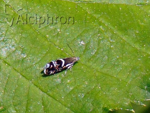 Millieria dolosalis