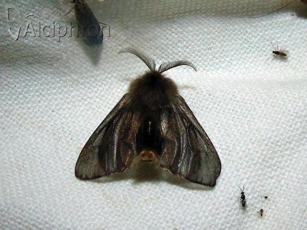 Canephora hirsuta