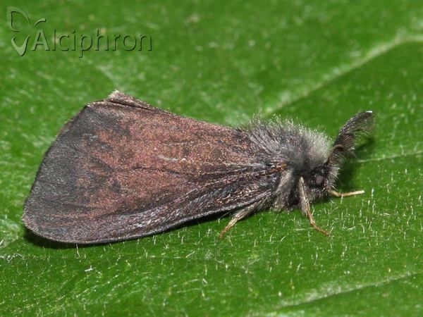 Canephora hirsuta
