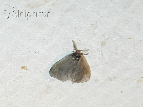 Acanthopsyche atra