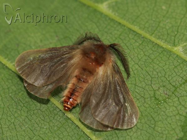 Megalophanes viciella