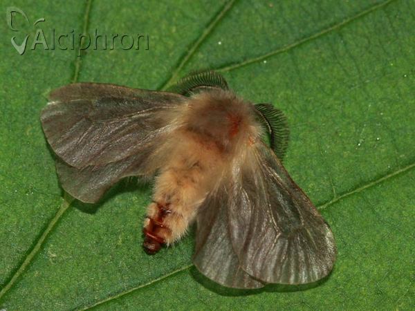 Megalophanes viciella