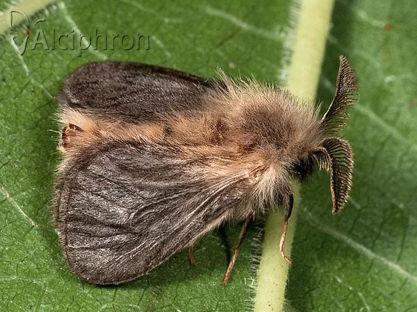 Megalophanes viciella