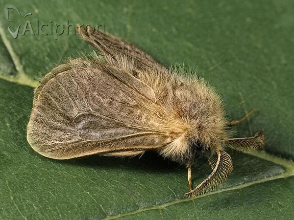 Megalophanes viciella