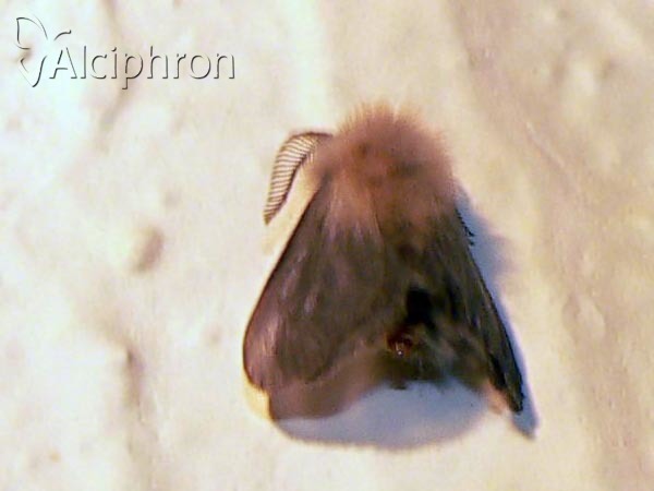 Megalophanes viciella