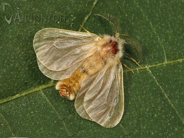 Megalophanes viciella