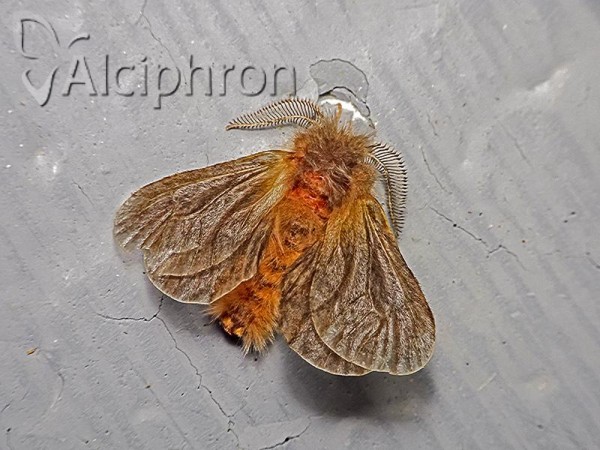 Megalophanes viciella