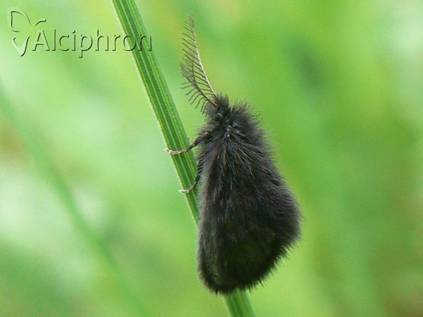 Epichnopterix plumella