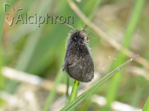 Epichnopterix plumella