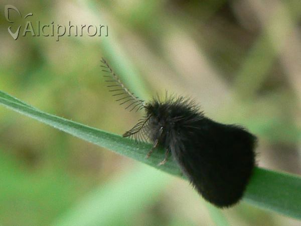 Epichnopterix plumella