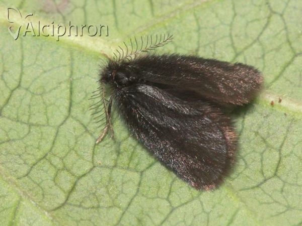 Epichnopterix plumella