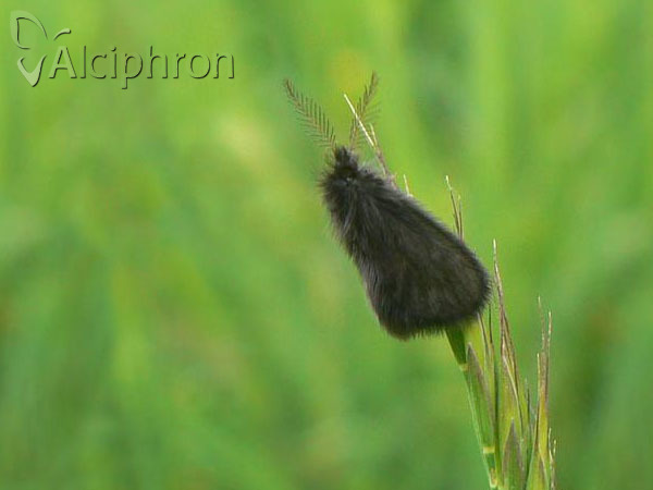 Epichnopterix plumella