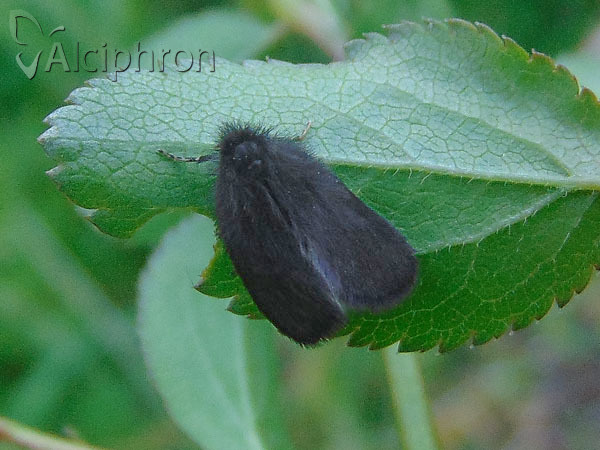 Epichnopterix plumella