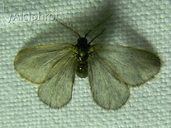 Epichnopterix plumella
