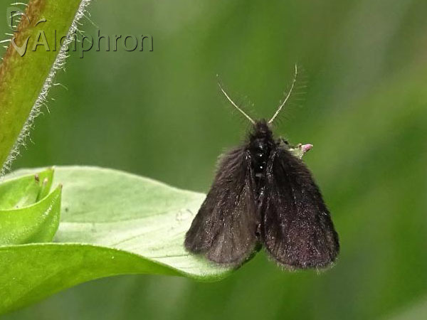 Epichnopterix plumella