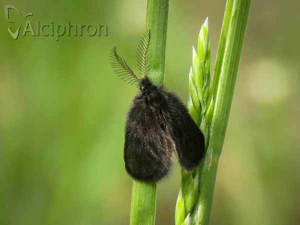Epichnopterix plumella