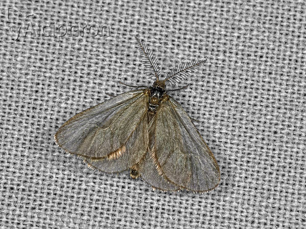 Rebelia herrichiella