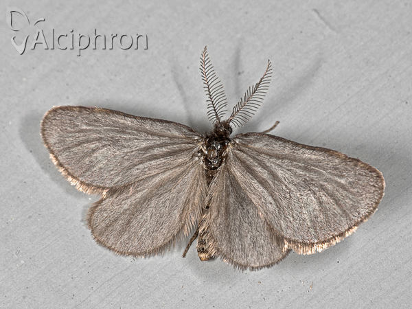 Rebelia herrichiella