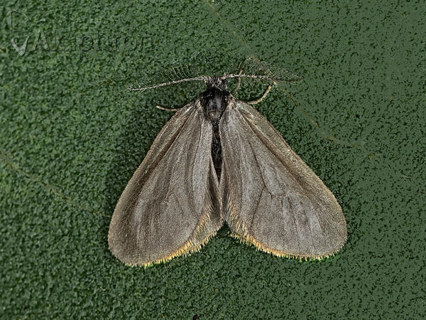 Rebelia herrichiella