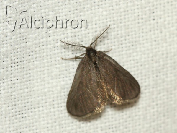 Rebelia herrichiella