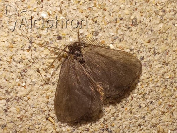 Rebelia herrichiella