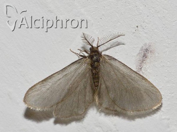 Rebelia herrichiella