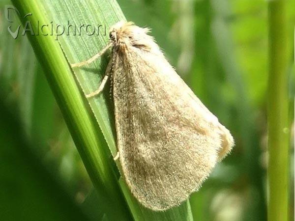 Bijugis bombycella