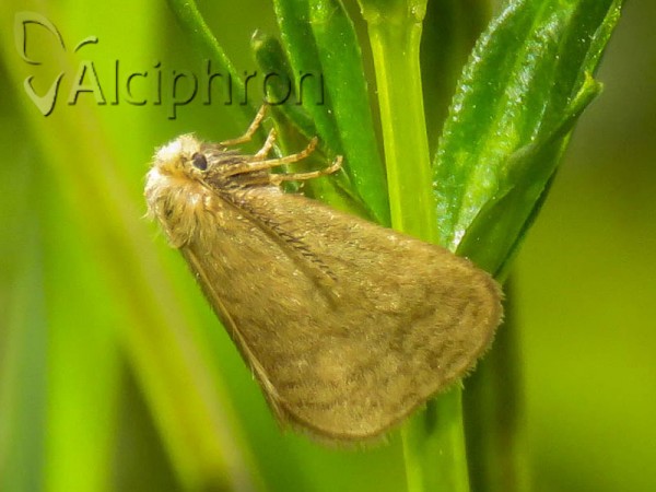 Bijugis bombycella