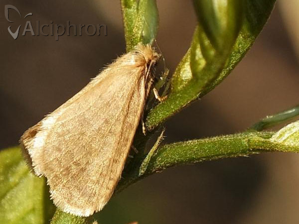 Bijugis bombycella