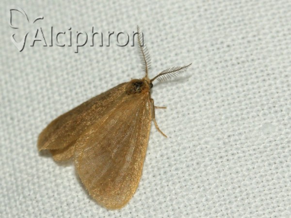 Bijugis bombycella