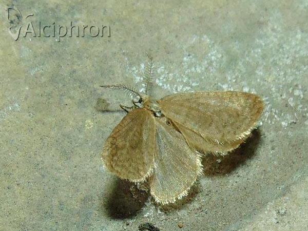 Bijugis bombycella