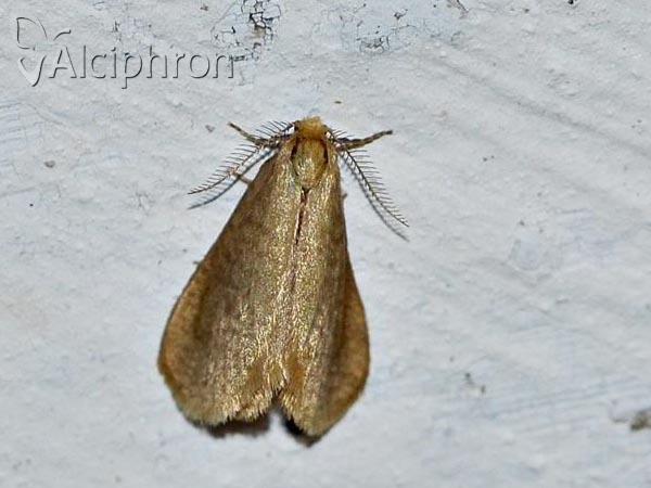 Bijugis bombycella