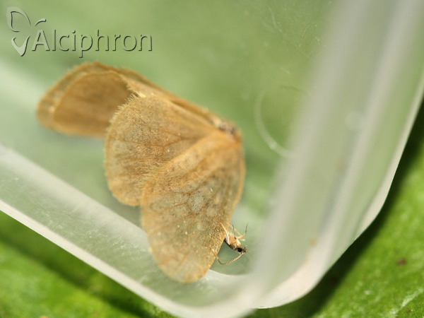 Bijugis bombycella